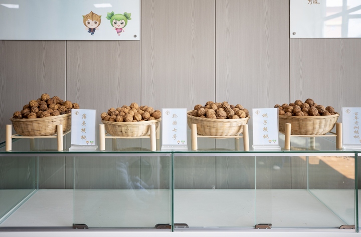 赫章朱明鎮核桃展示。李學友攝