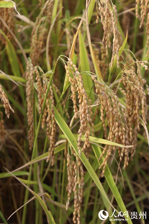顆粒飽滿的水稻奏響豐收樂章。人民網 潘佳倩攝