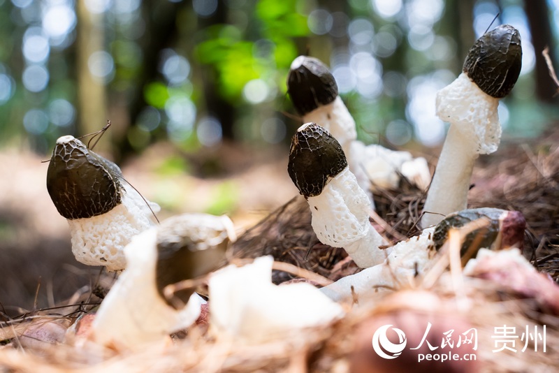 基地內生長的紅托竹蓀。人民網記者 涂敏攝