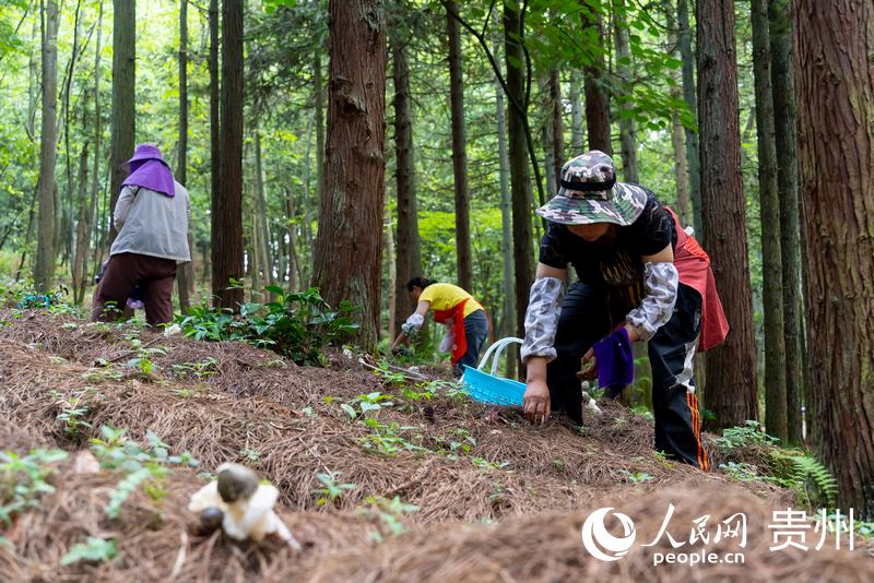 村民們正在采收成熟的紅托竹蓀。人民網記者 涂敏攝