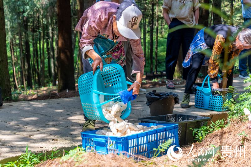 村民們正在采收成熟的紅托竹蓀。人民網記者 涂敏攝