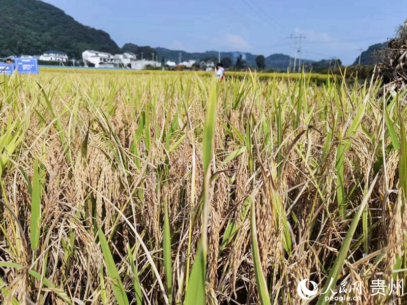 試驗田水稻長勢喜人。人民網記者 王秀芳攝