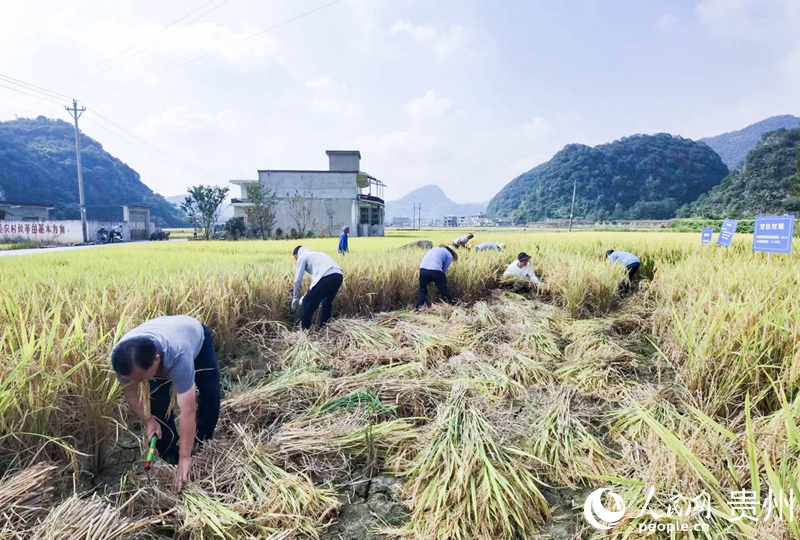 人工收割。人民網記者 王秀芳攝