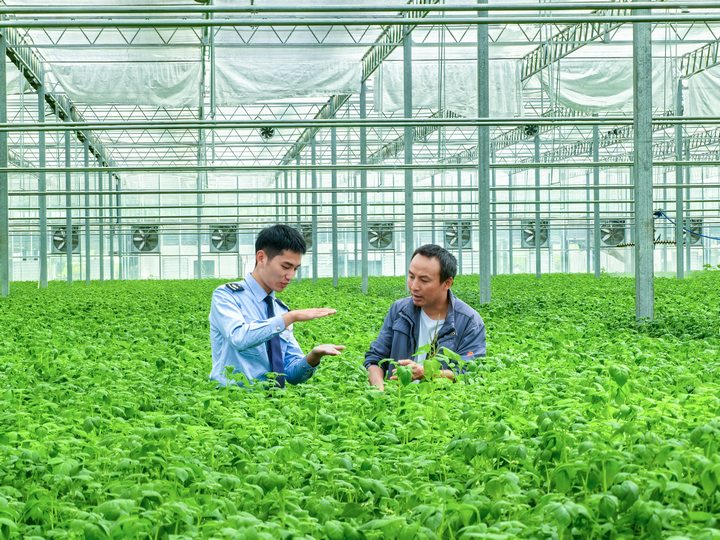 圖為稅務干部在企業了解土豆種子的生產情況。童霖攝