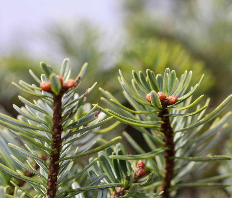 4 貴州梵凈山國家級自然保護(hù)區(qū)拍攝的梵凈山冷杉。(李鶴攝)