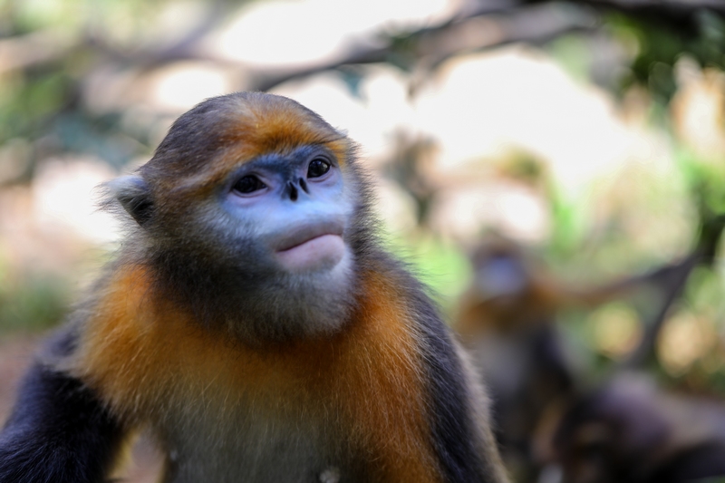 3 貴州梵凈山國家級自然保護(hù)區(qū)黔金絲猴研究中心拍攝的黔金絲猴。 (李鶴攝)
