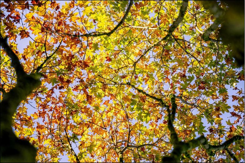 深秋的梵凈山。田葛鑫 攝 (2).jpg