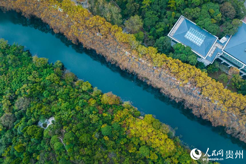 航拍秋日的黃金大道。人民網(wǎng) 陽茜攝