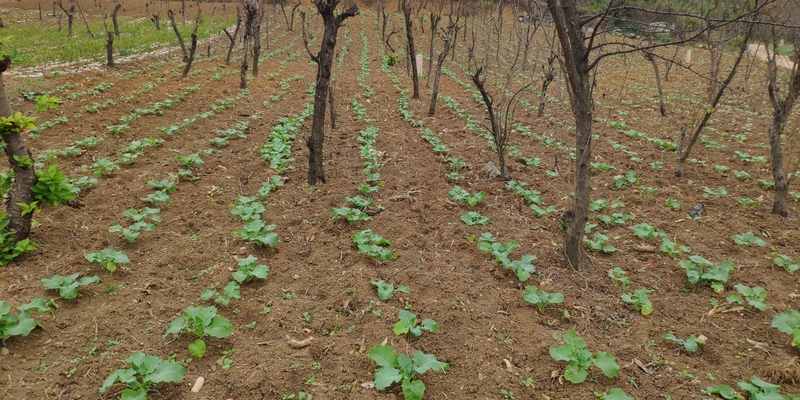 (1)經(jīng)果林間套種的油菜長勢良好。 成元剛 攝1