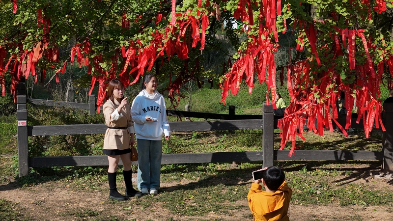 長崗鎮銀杏景區游客駐足（余甚君 拍攝） (2)