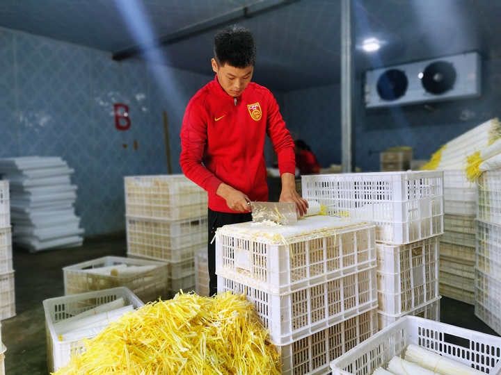 打包韭黃。