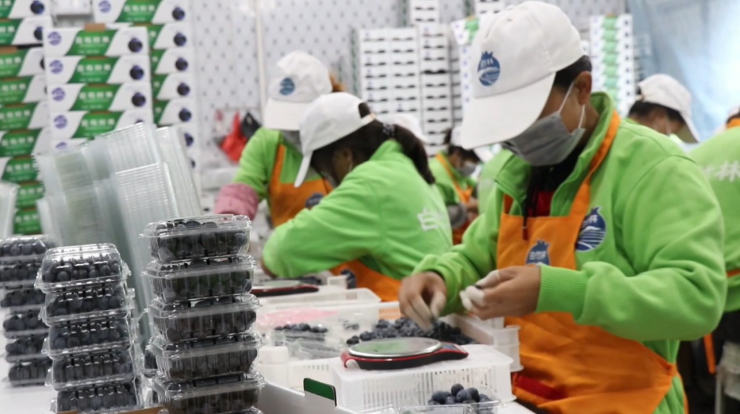 麻江縣充分發揮比較優勢 做大做強特色產業。