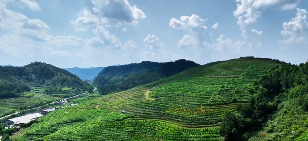 麻江縣充分發揮比較優勢 做大做強特色產業。