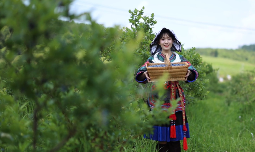 麻江縣充分發揮比較優勢 做大做強特色產業。