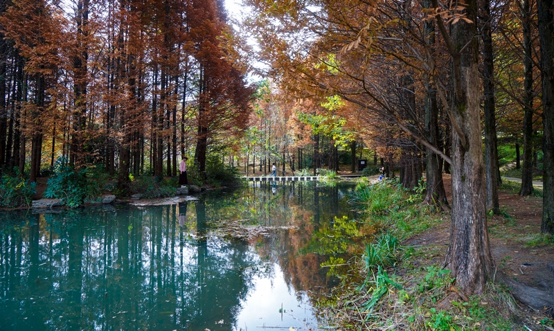 11月17日,市民在貴州省六盤水市明湖國家濕地公園內游覽(3)(趙樺 攝)