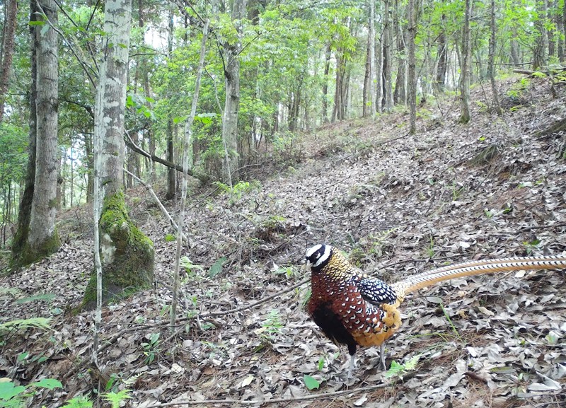 監測到的白冠長尾雉。貴州省林業局供圖