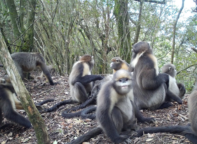 監測到的黔金絲猴。貴州省林業局供圖