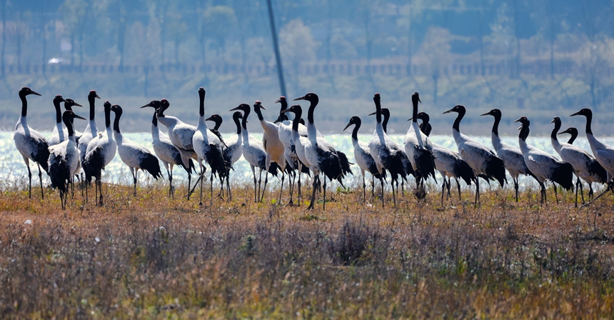 11月17日，國家一級保護動物黑頸鶴在威寧縣草海嬉戲。王近松攝