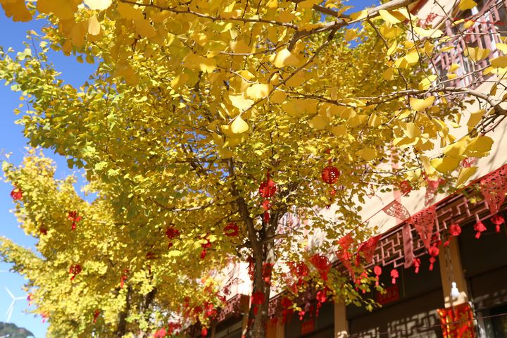 在云上結(jié)構(gòu)，金黃的銀杏、藍(lán)天、白云、身著民族服飾的人們，共同繪就了唯美畫卷。湯斌攝