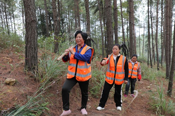 石阡縣龍?zhí)伶?zhèn)，護(hù)林員正在開(kāi)展日常的森林巡查工作。楊文美攝