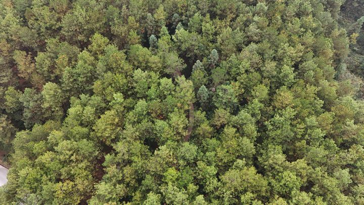 位于石阡縣龍?zhí)伶?zhèn)森林一角。黎祖艷攝