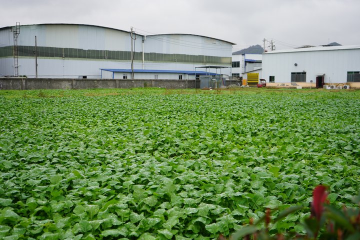 新中一公司正在推廣的油菜品種。