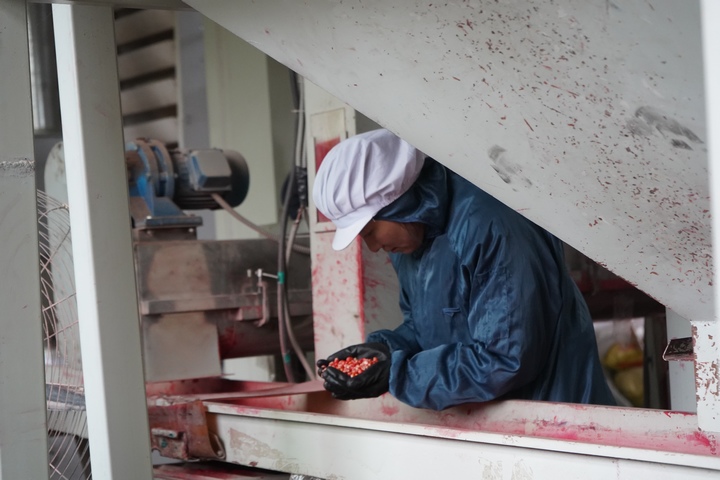 生產車間內,工人正在查看種子質量。