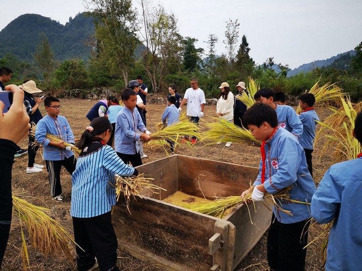 圖為組織學生到勞動教育實踐實訓基地進行稻谷收割。