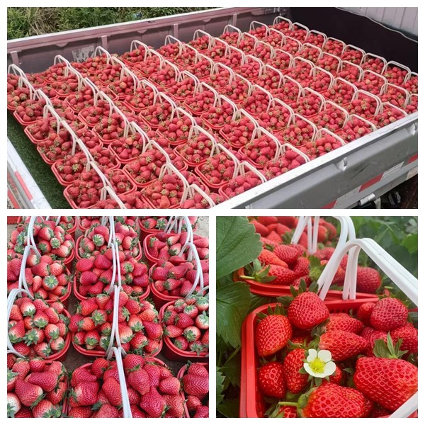 一顆顆鮮紅欲滴的草莓被細心地裝入籃中。文俊入 攝.jpg