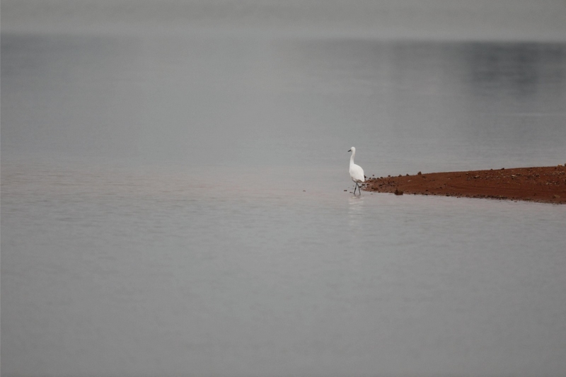 (3)白鷺。沈建華 攝 (2)