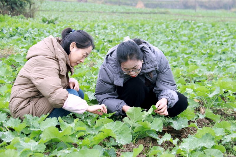 農技人員查看病蟲害情況。