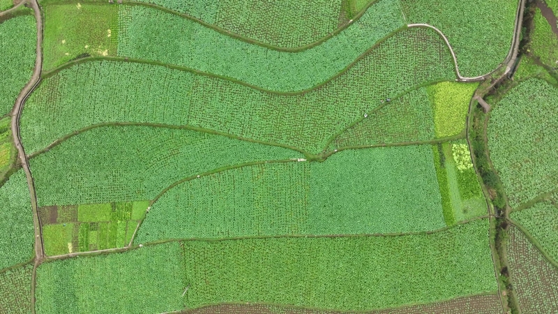 綠意盎然的油菜地。陸勁松攝