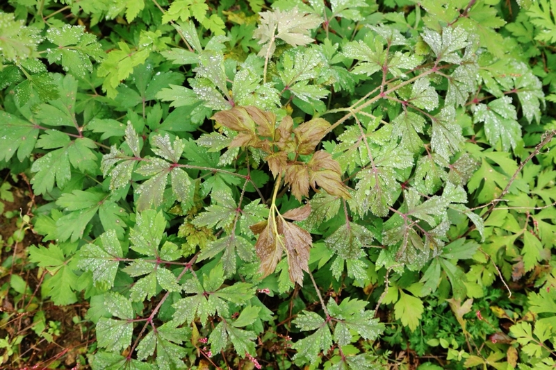 稻魚共生“豐”景好，撂荒土變“增收田”。