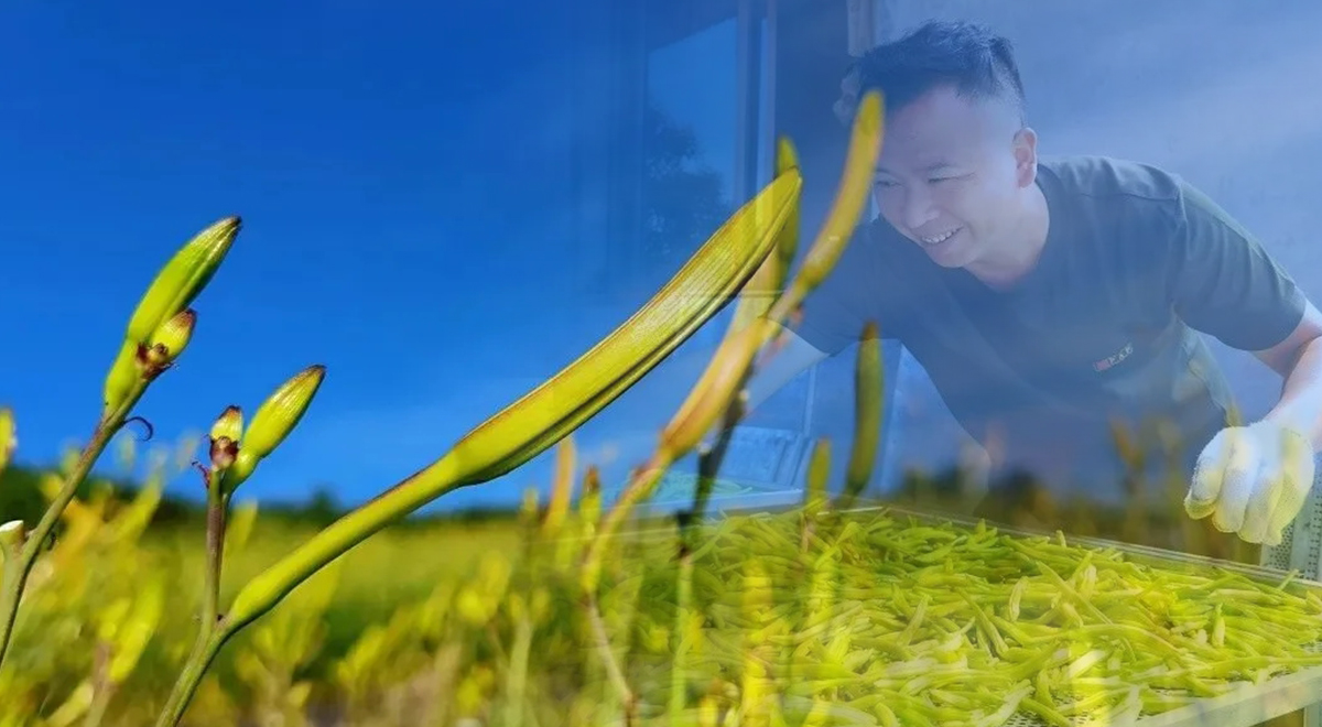 百畝黃花冬種忙，“冬閑田”成“增收田”