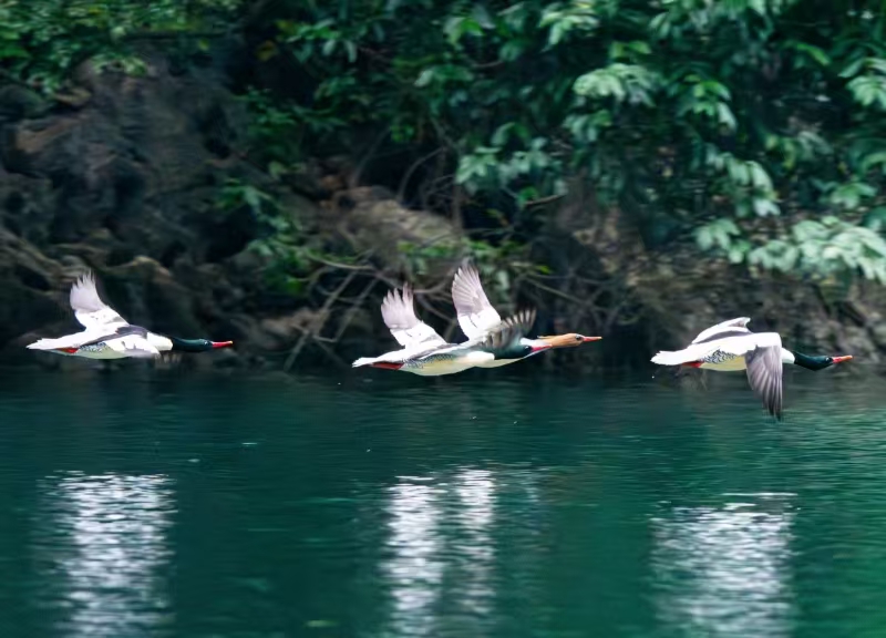 中華秋沙鴨。貴州省林業(yè)局供圖