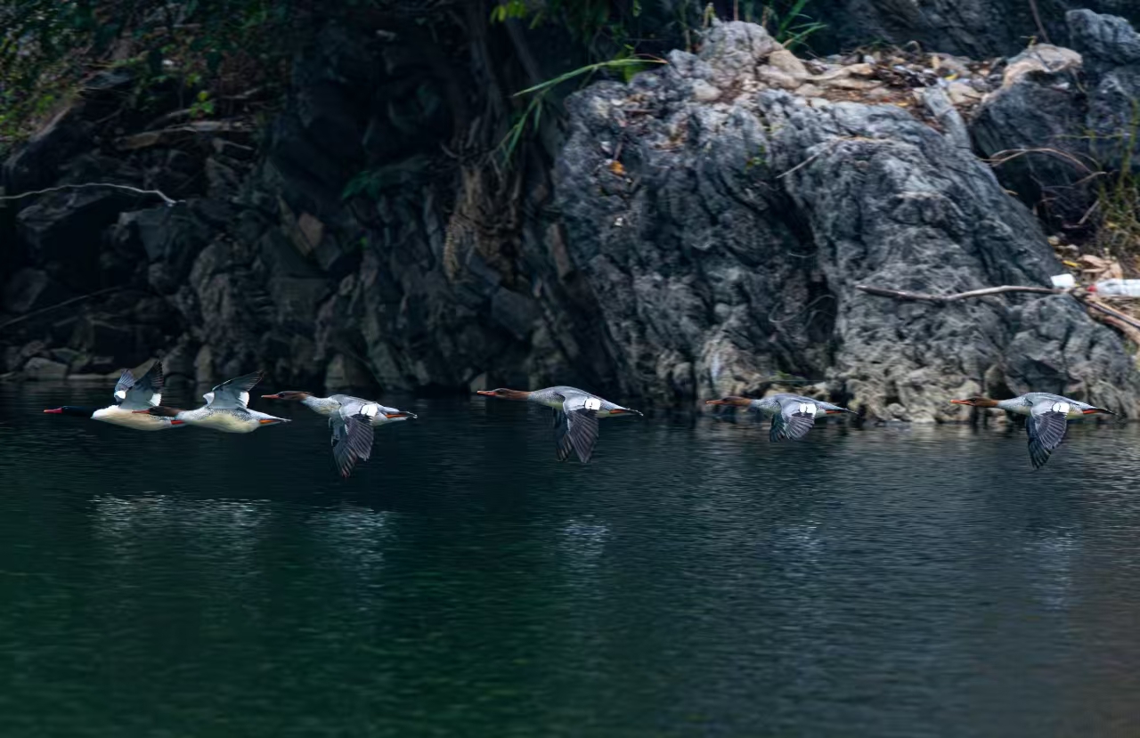 中華秋沙鴨。貴州省林業(yè)局供圖