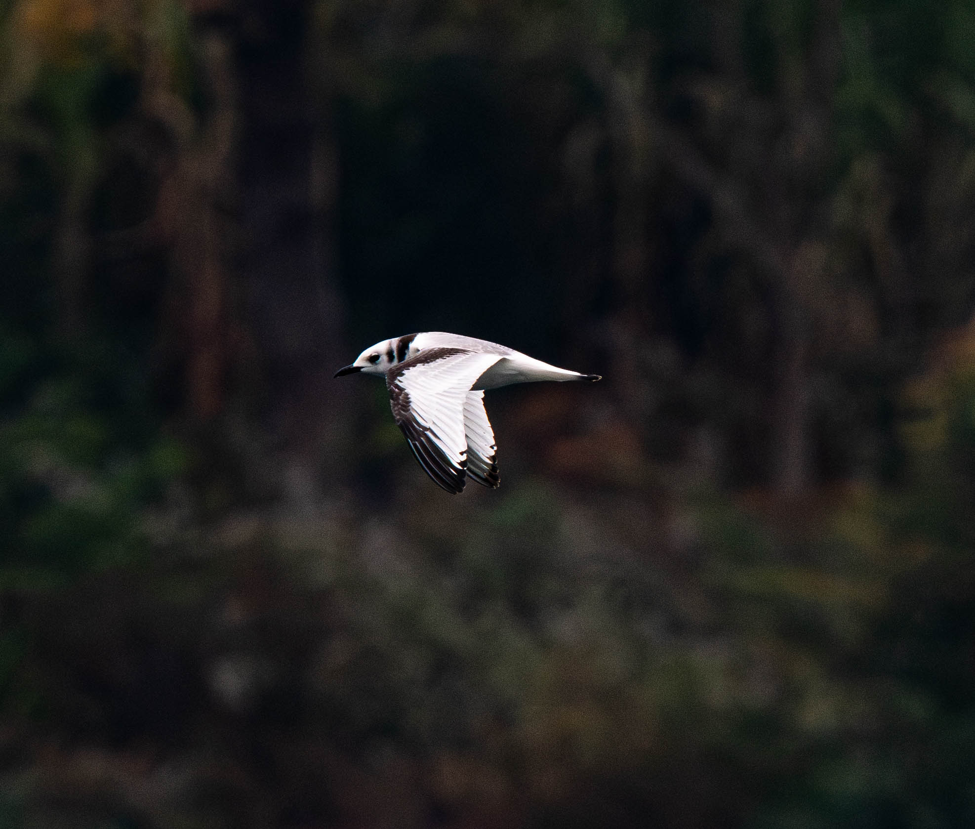 中華秋沙鴨。貴州省林業(yè)局供圖