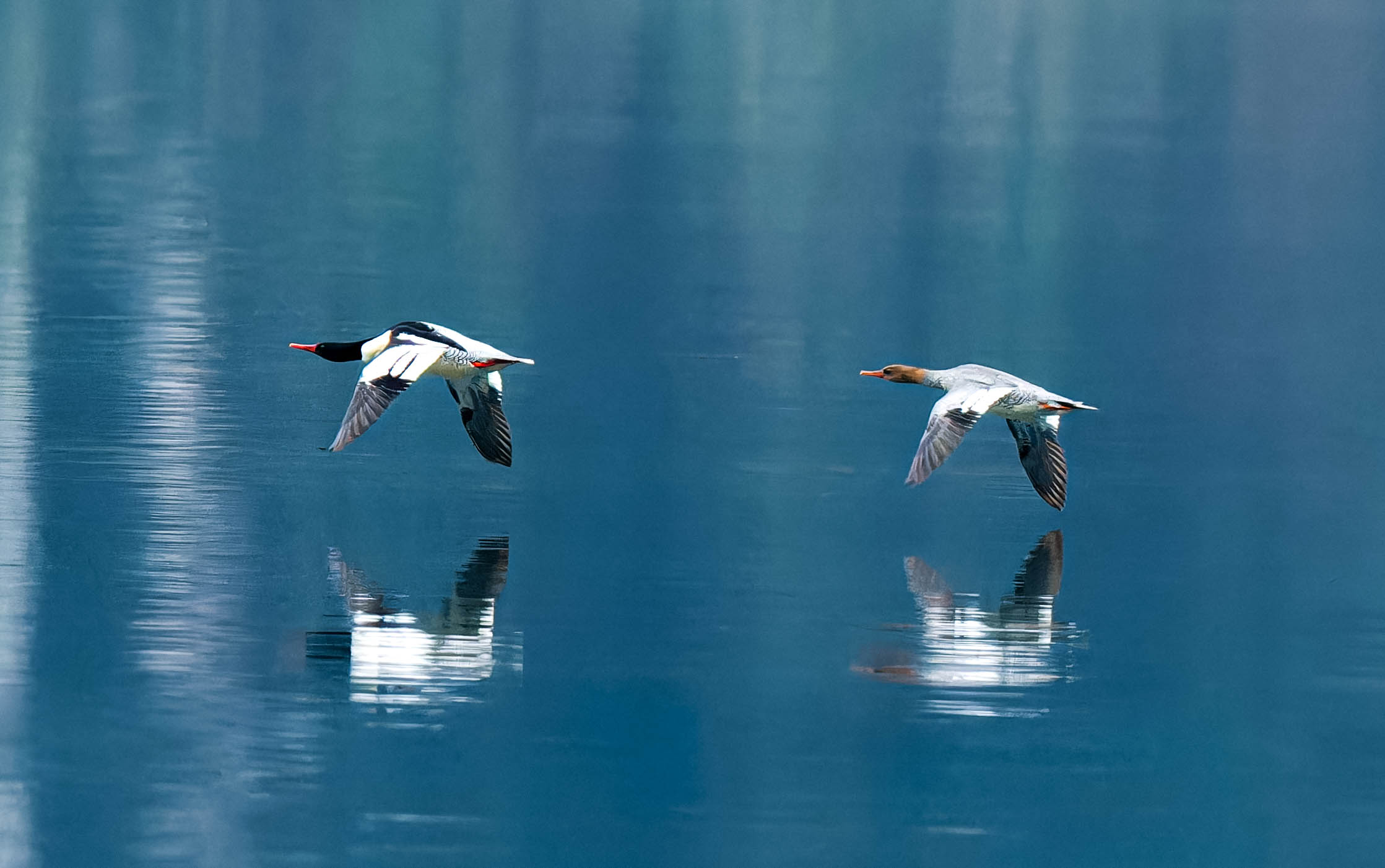 中華秋沙鴨。貴州省林業(yè)局供圖
