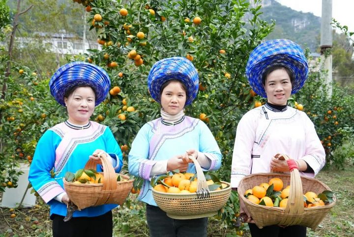 黃果樹旅游區白水鎮郎宮村沃柑成熟上市了。
