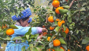 郎宮村：甜蜜沃柑映笑臉 鄉村振興路正寬黃果樹旅游區白水鎮郎宮村的沃柑種植已經有四年的發展歷程。從最初的200畝，發展到現在的600畝，種植面積不斷擴大，產量也在逐年提升……