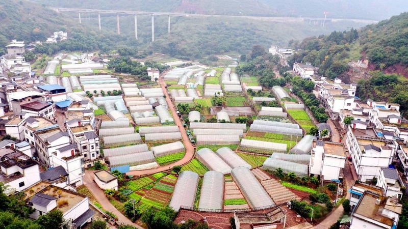 黃金灣組蔬菜基地。(習水融媒供圖)