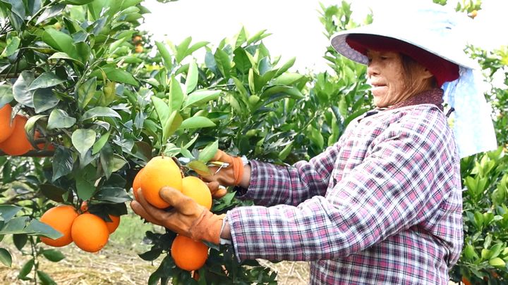 果農采摘蜂蜜臍橙。