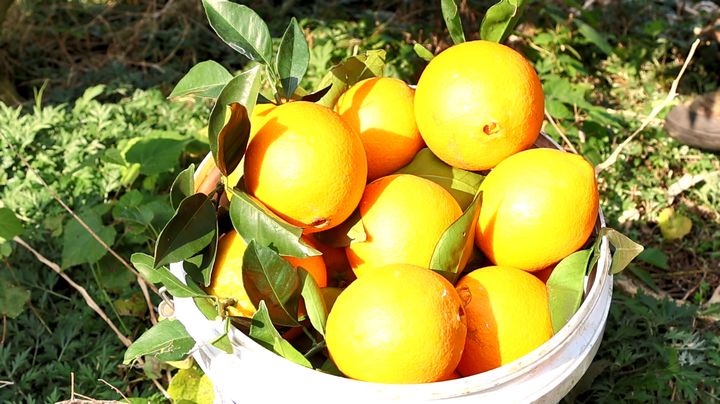 2 蜂蜜臍橙豐收。