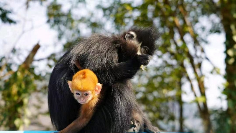 2 麻陽河國家級自然保護區里襁褓中猴寶寶。