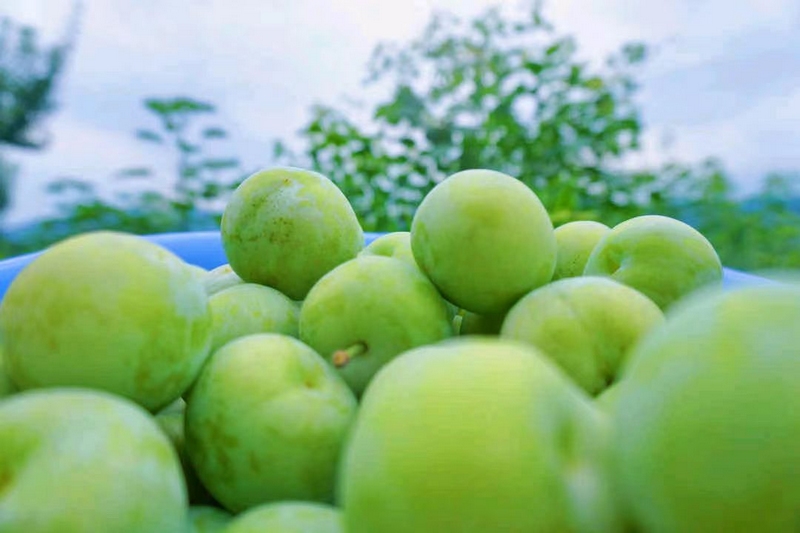 3 沿河沙子空心李