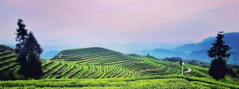 4 沿河中寨鎮萬畝茶場。