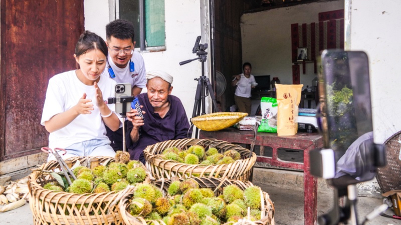 3 村播助力甘溪鎮芭蕉村原生態板栗銷售 。.jpg