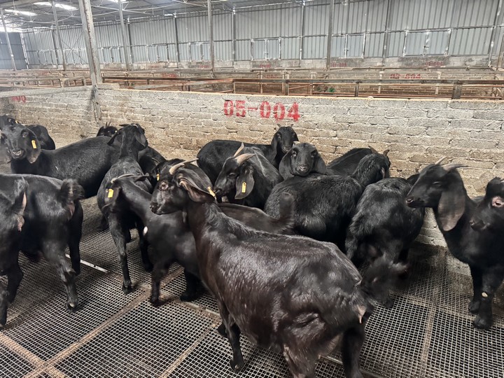 養(yǎng)殖的羊。劉吉攝