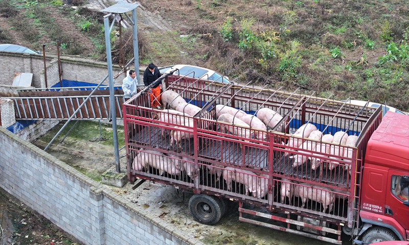 “代養模式”生豬出欄 助力鄉村全面振興。