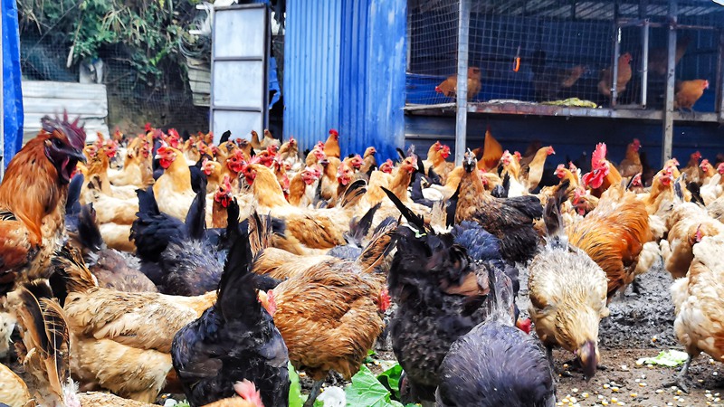 發展生態養雞 助力鄉村振興。